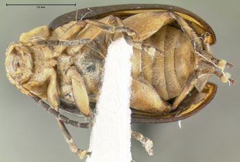 Media type: image;   Entomology 29042 Aspect: habitus ventral view